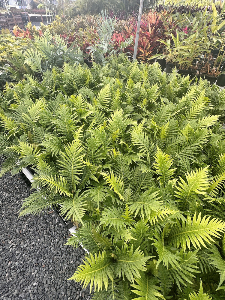 Indoor Plants