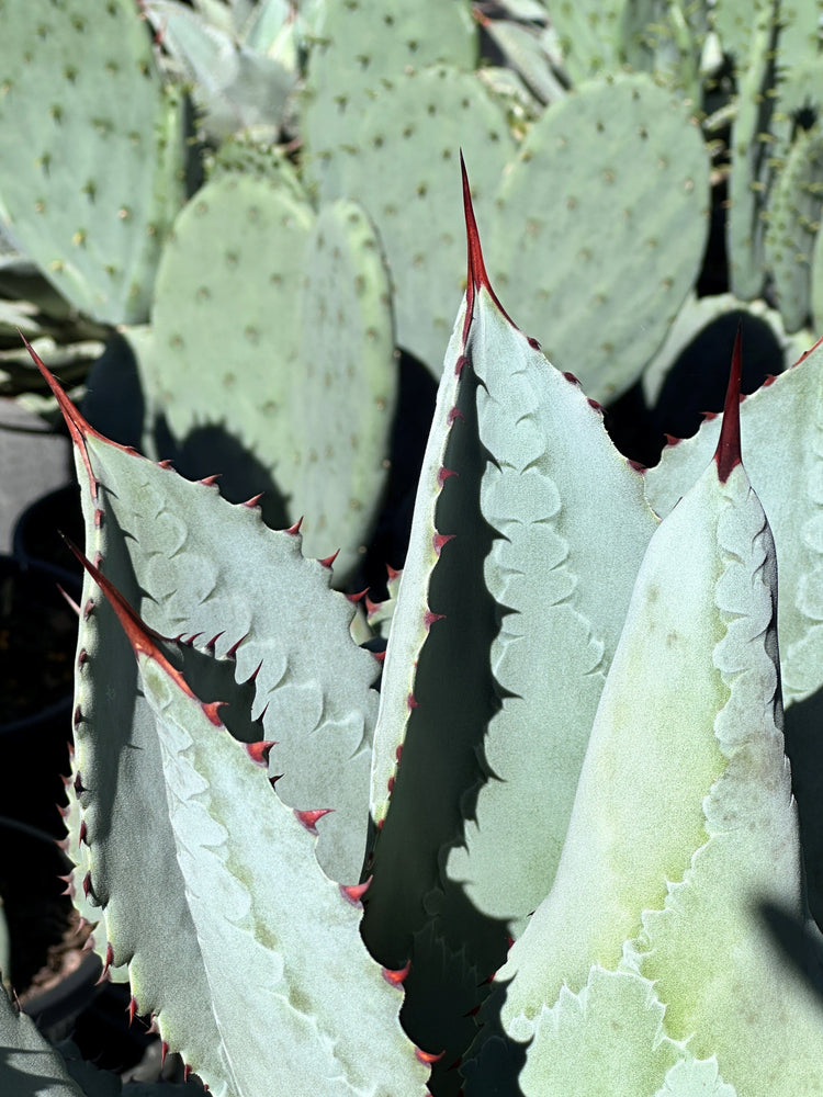 Cacti/Succulent