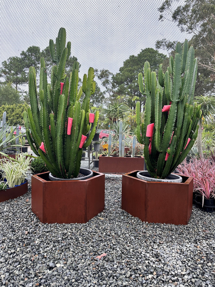 Feature Plants