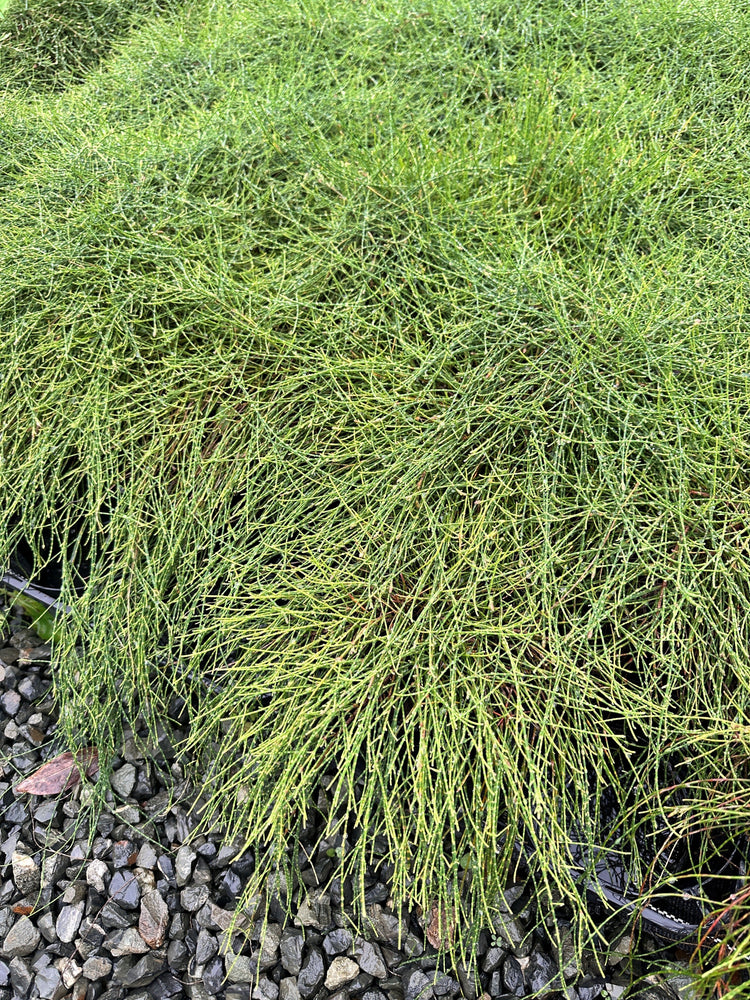 Groundcovers