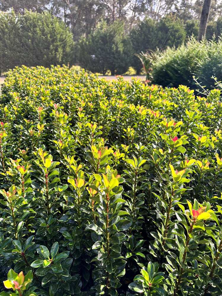Hedging