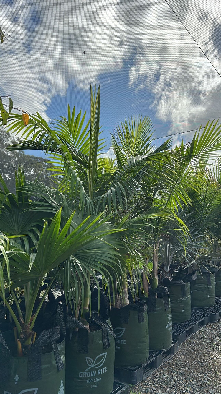 Palms