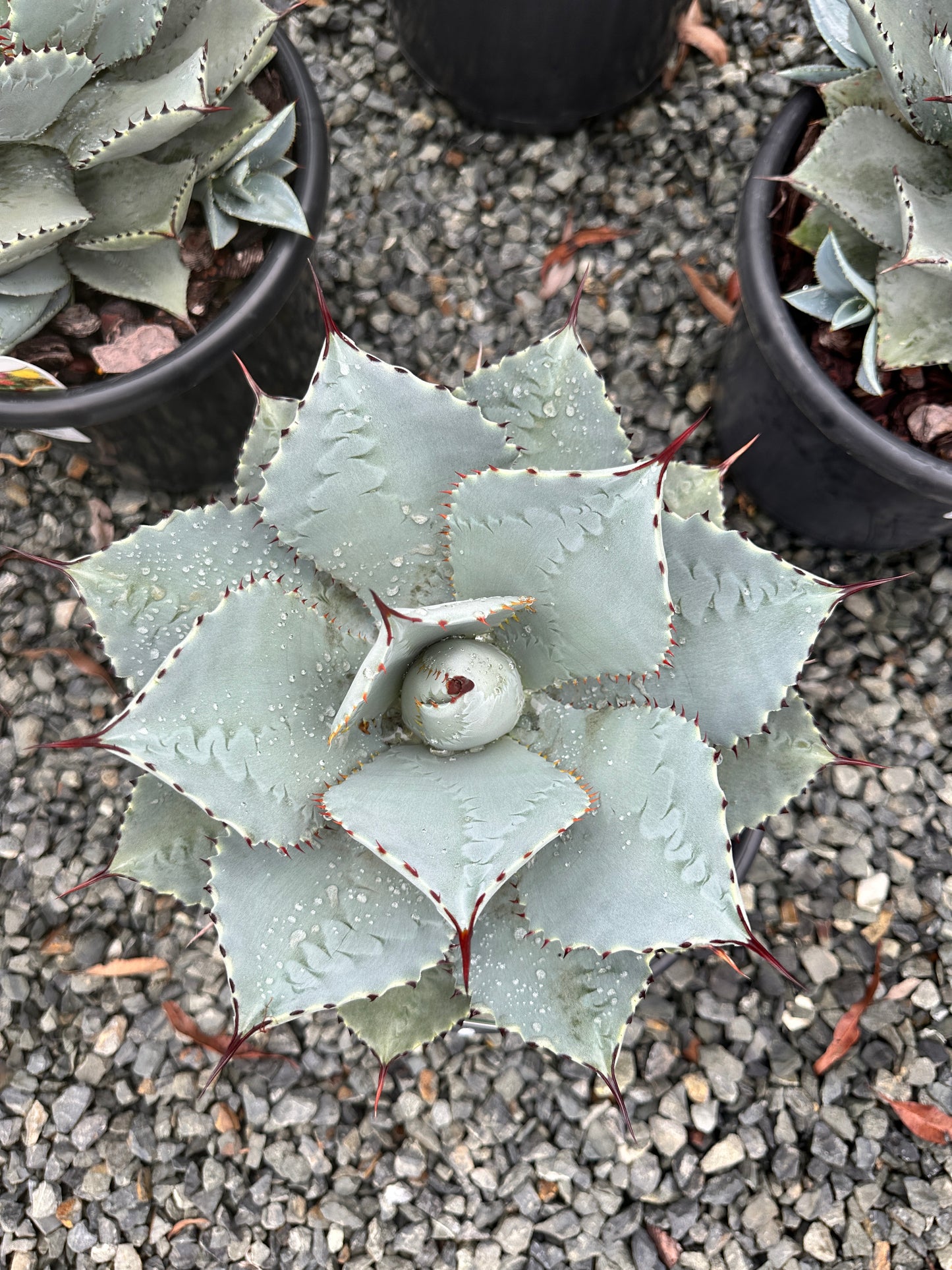 Agave 'Dragon Toes' 270mm