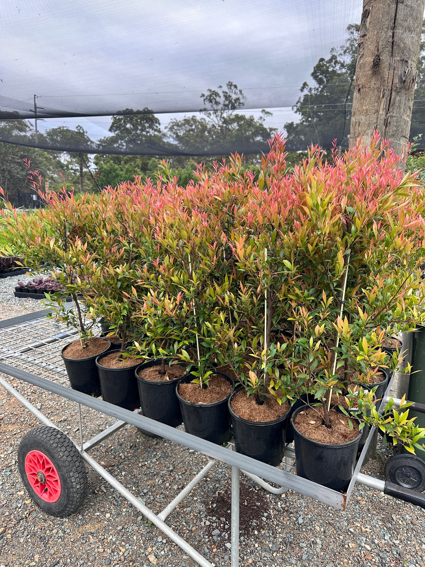 Acmena 'Forest Flame' 180mm
