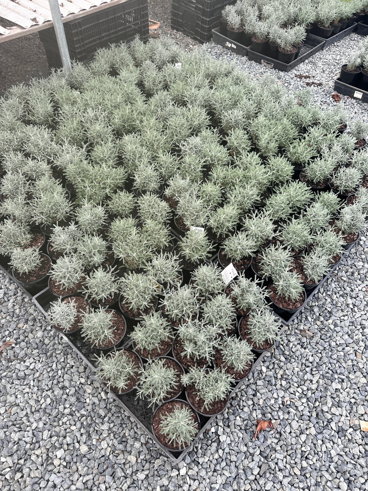 Santolina chamaecyparissus 'Cotton Lavender' 140mm