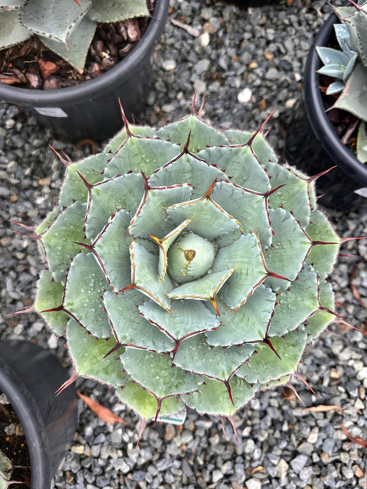 Agave potatorum 270mm