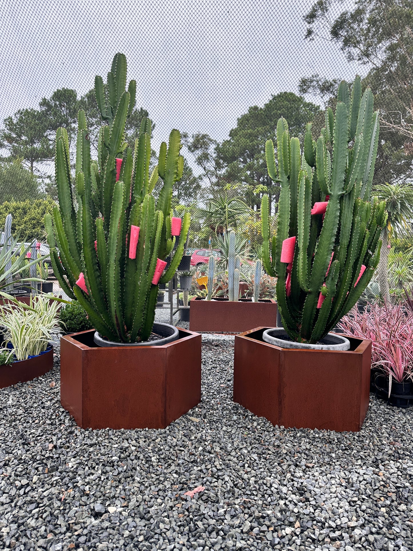 Euphorbia 'Cowboy' 500mm