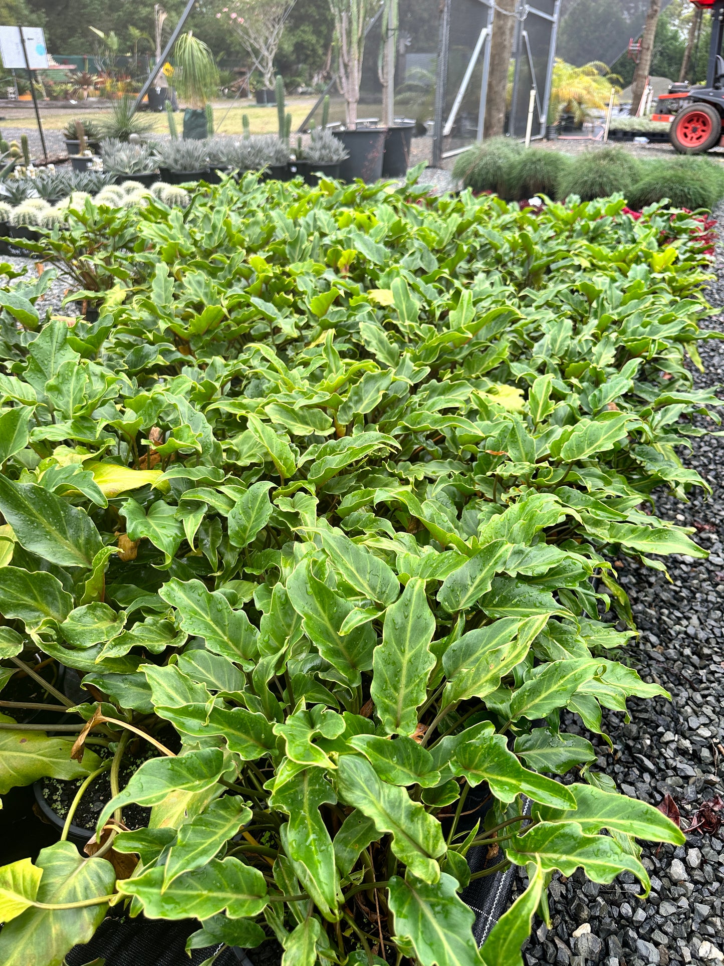 Philodendron 'Xanadu' 200mm