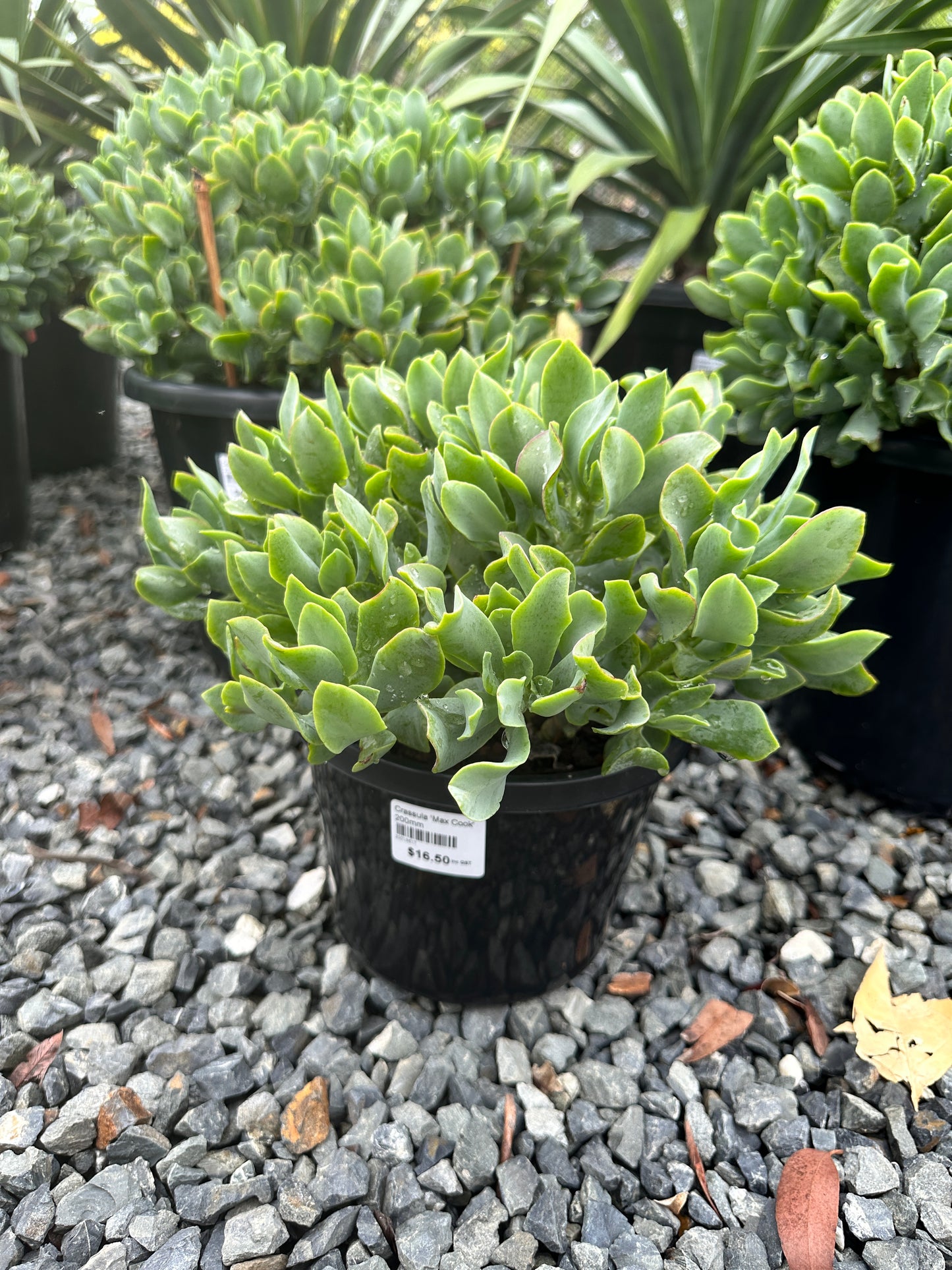 Crassula 'Max Cook' 200mm