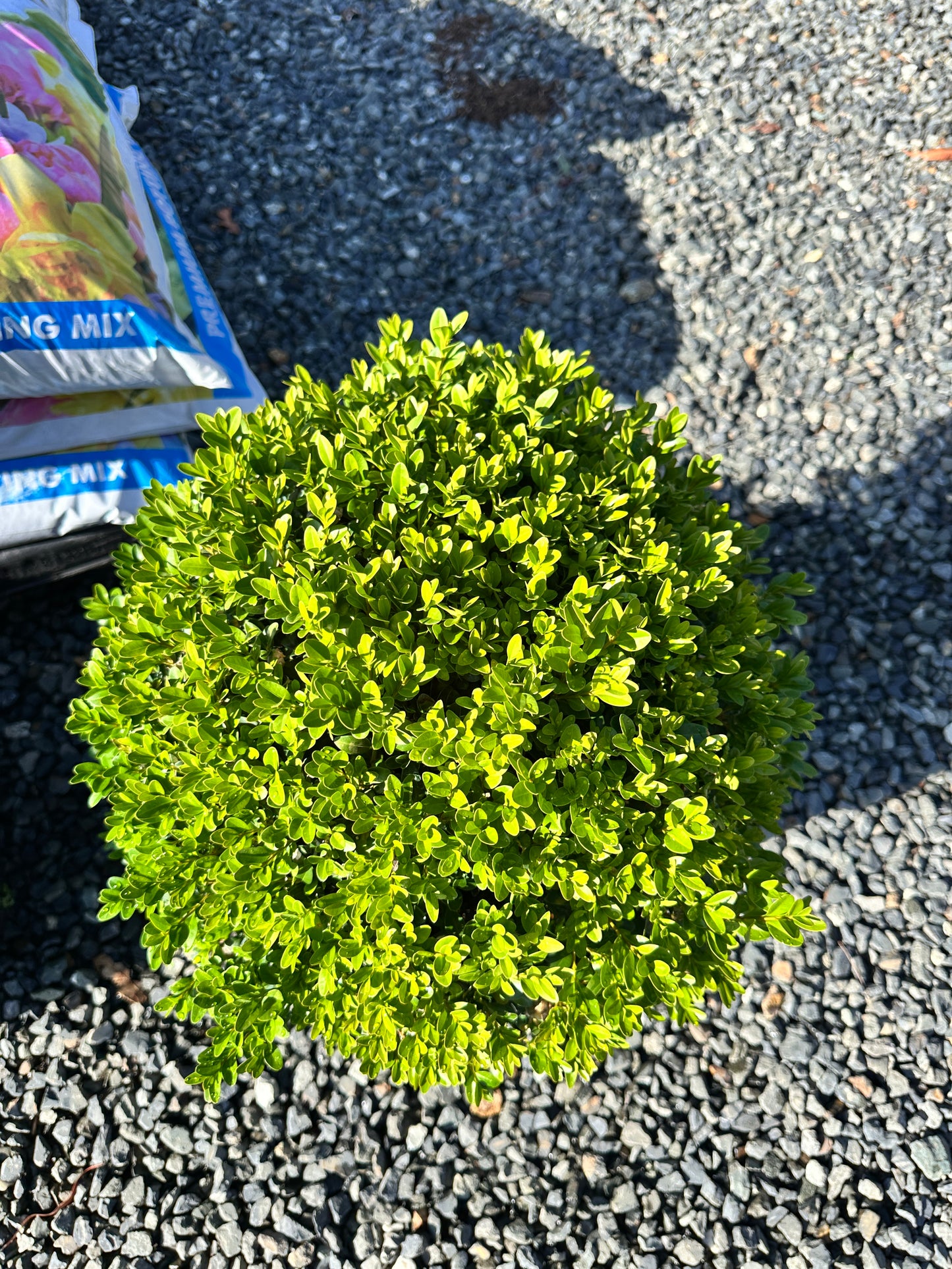 Buxus sempervirens 'Ball' 330mm (English Box)