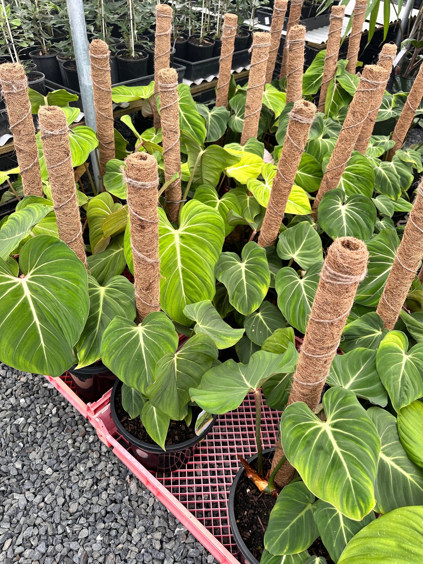 Philodendron gloriousum 250mm