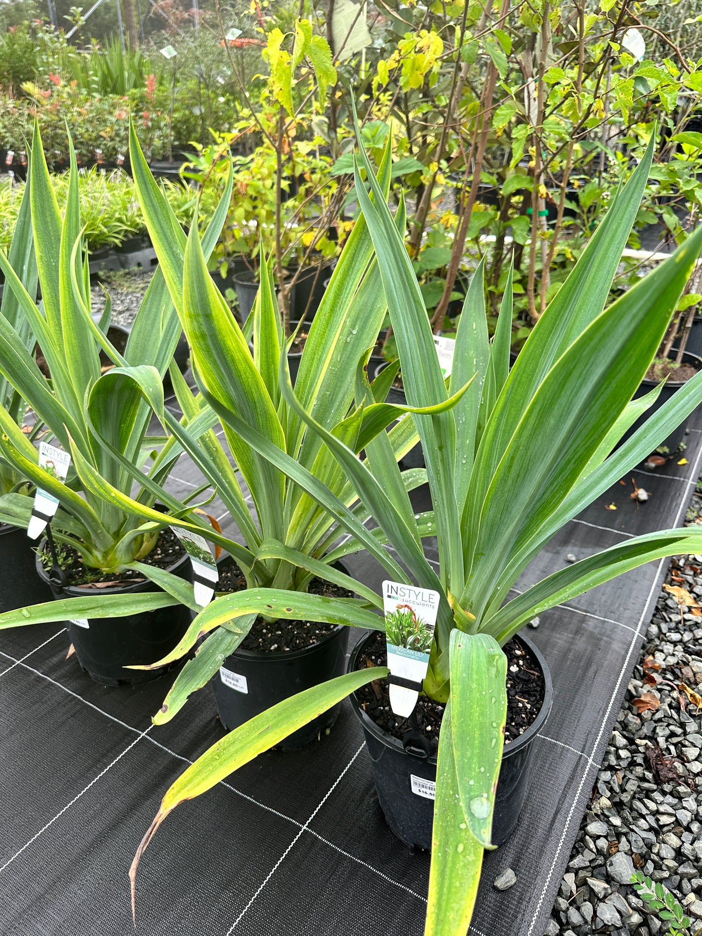 Beschorneria yuccoides 'Mexican Lily 200mm
