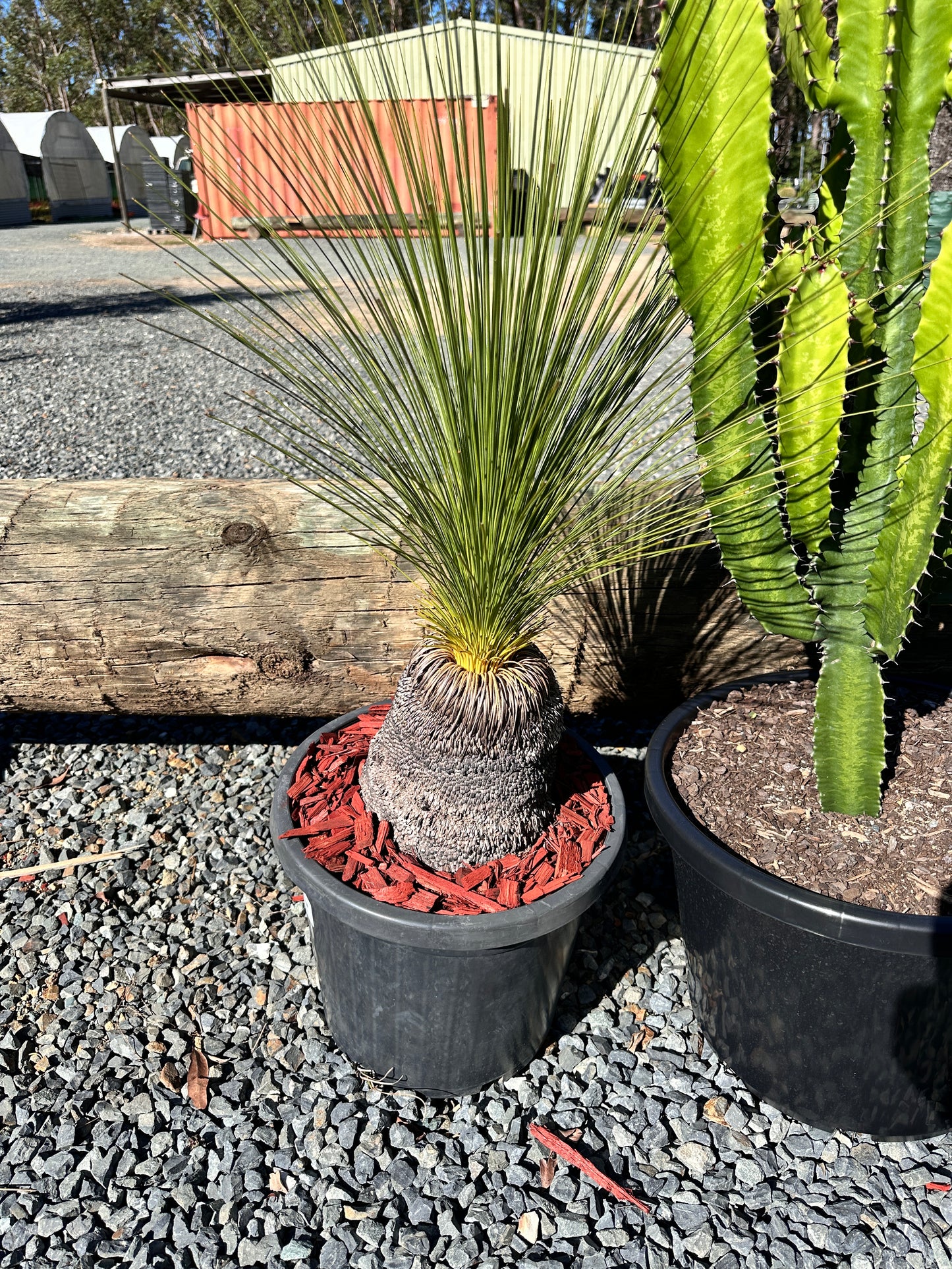 Xanthorrhoea johnsonii (Grass Tree) 20cm Trunk