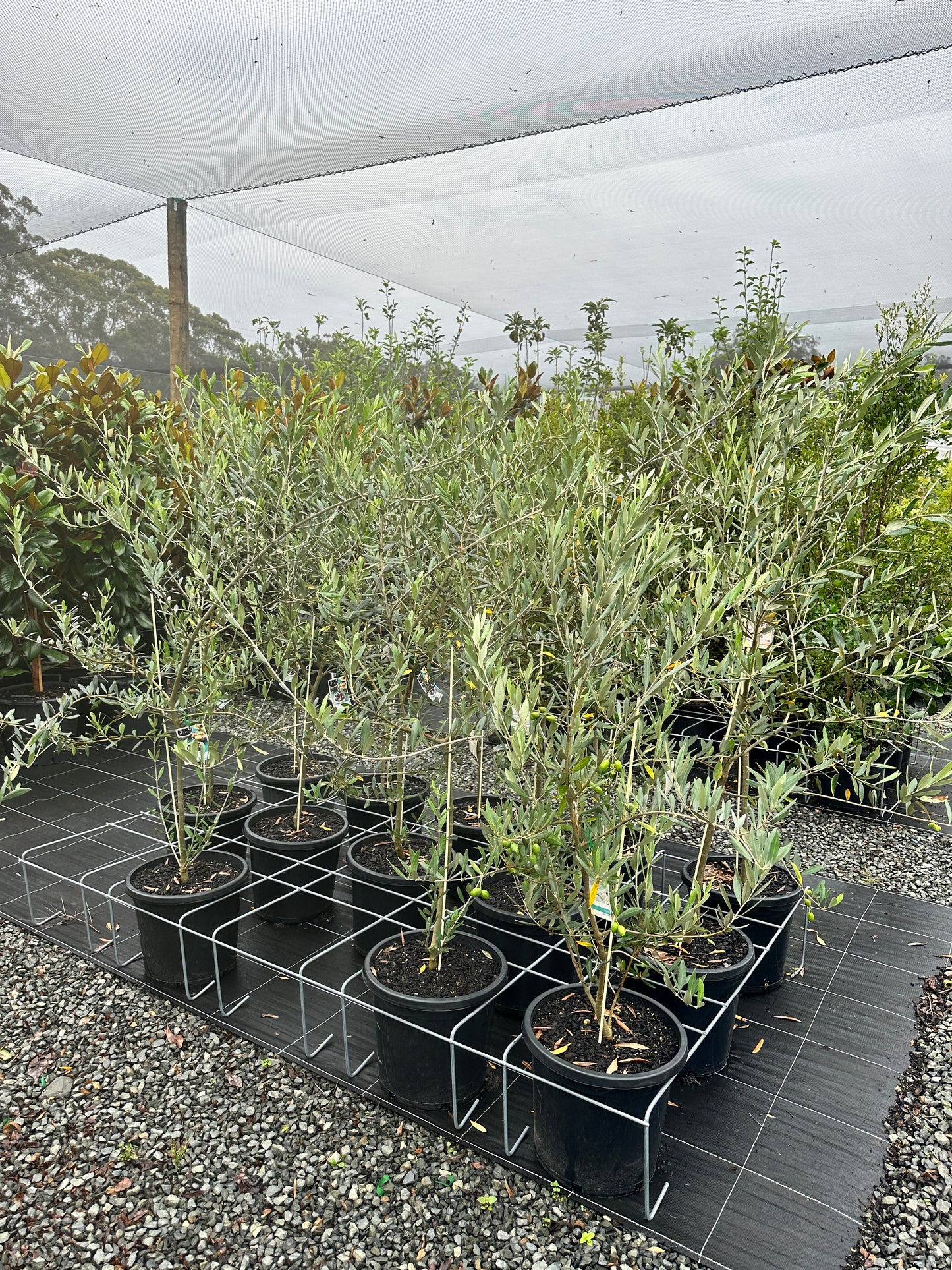 Olea 'Kalamata' 300mm