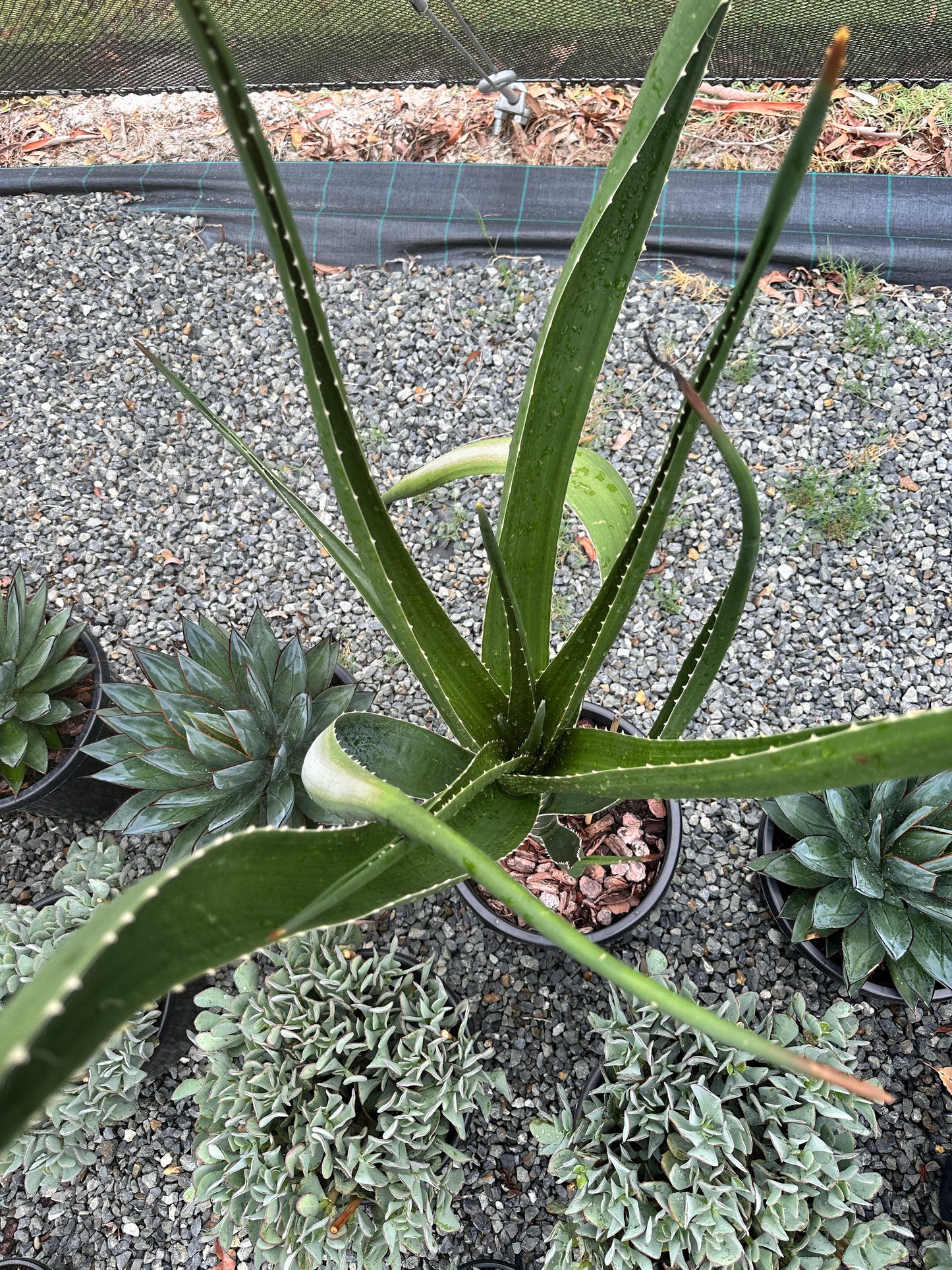 Aloe barberae 'Tree Aloe' 300mm