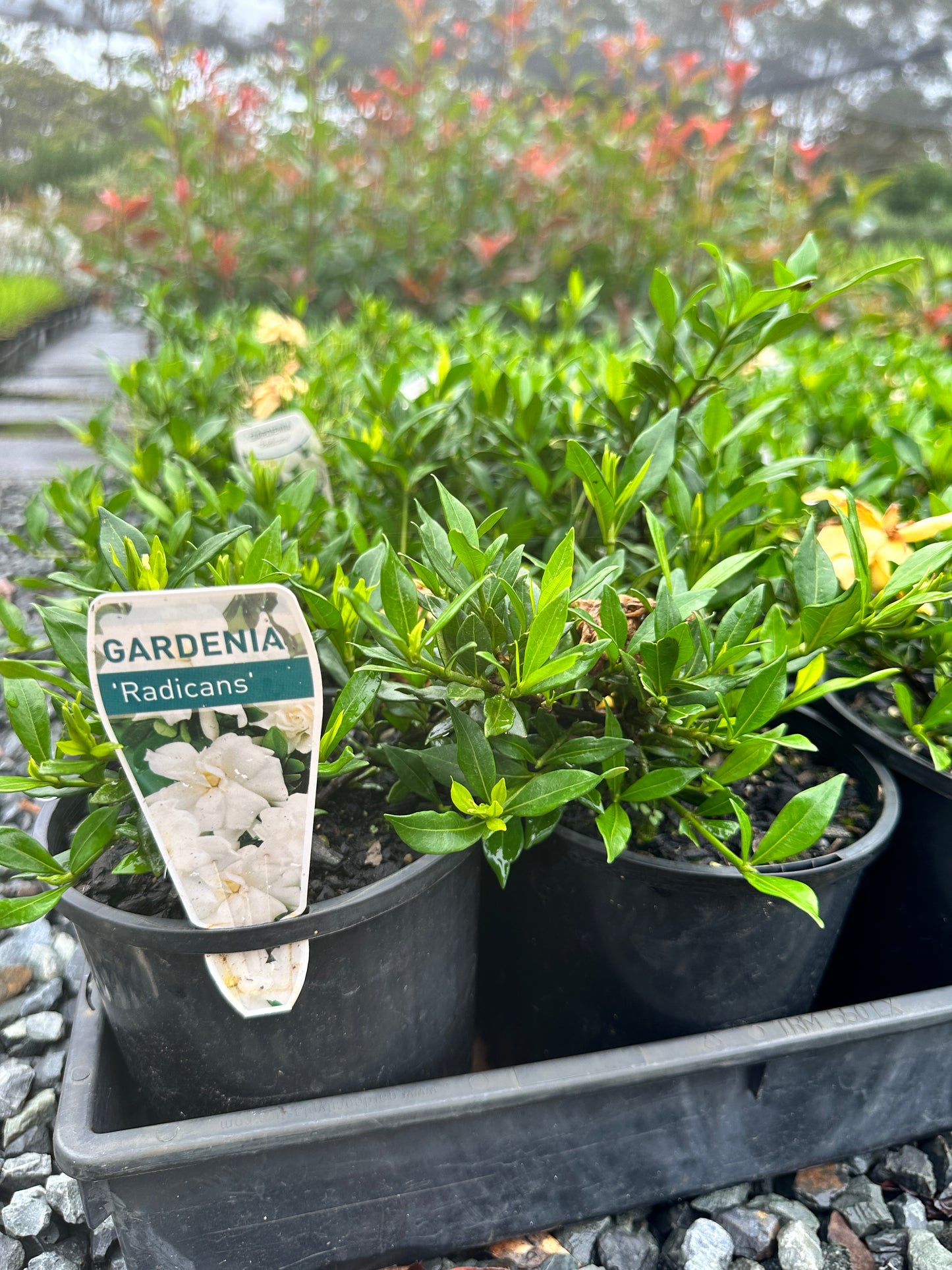 Gardenia radicans 140mm