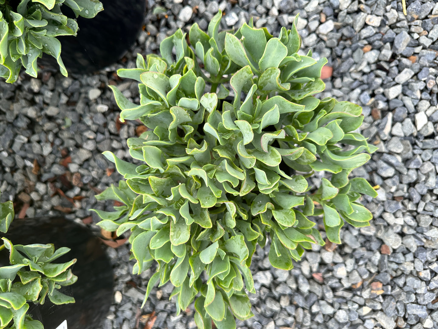 Crassula 'Max Cook' 200mm