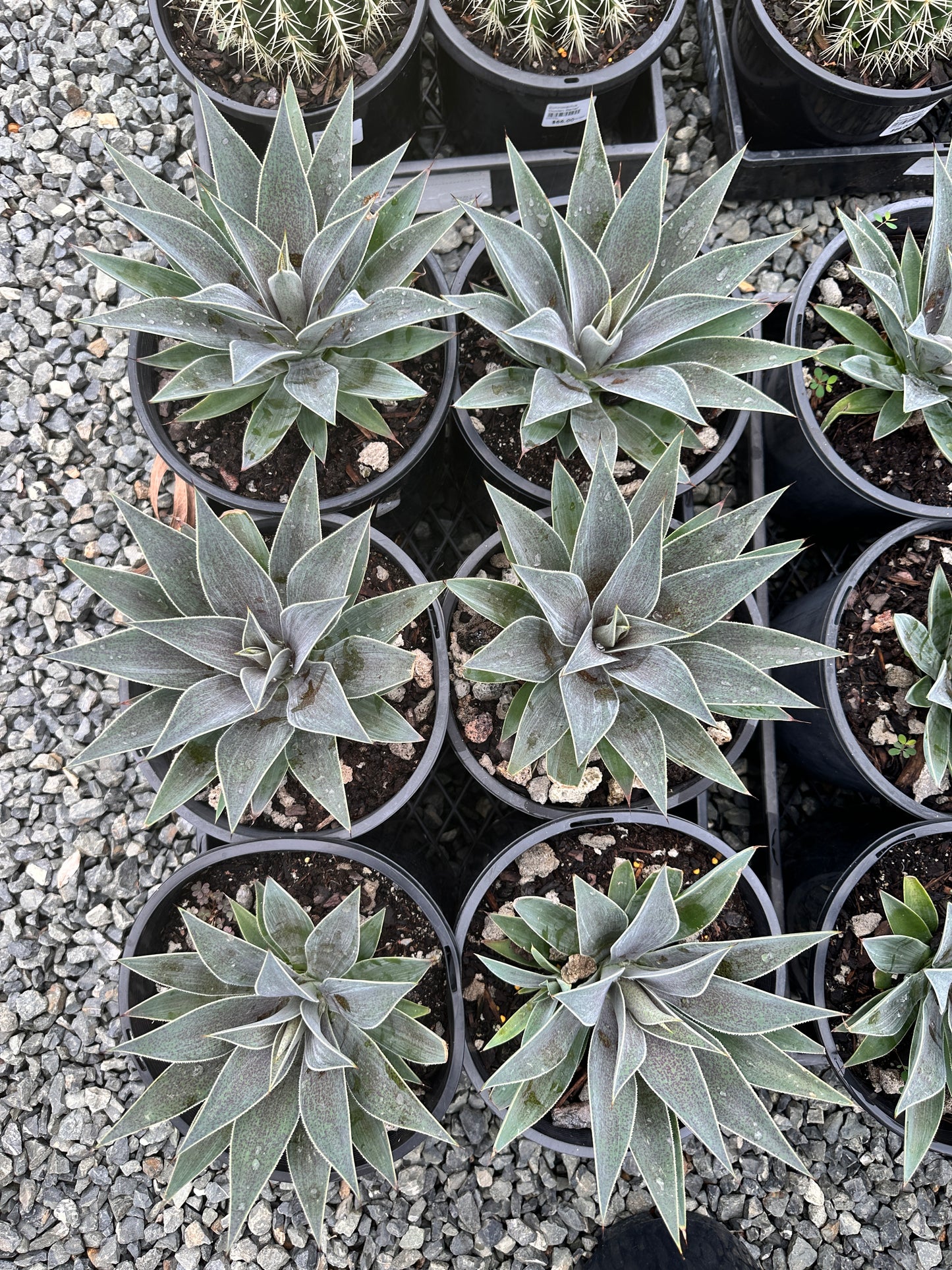 Mangave 'Lavender Lady' 200mm