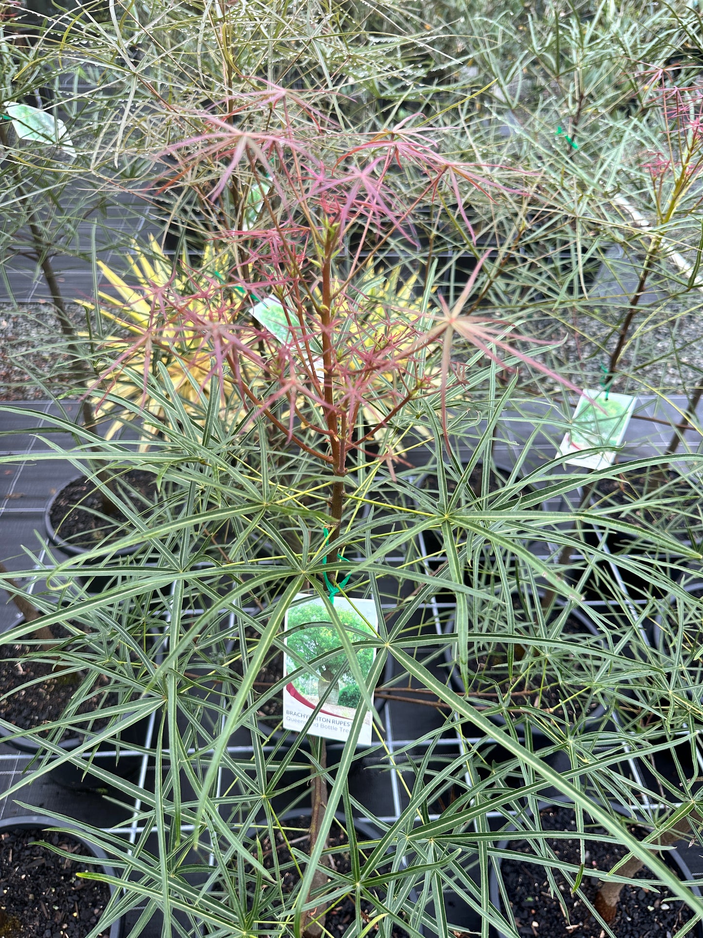 Brachychiton rupestris 300mm