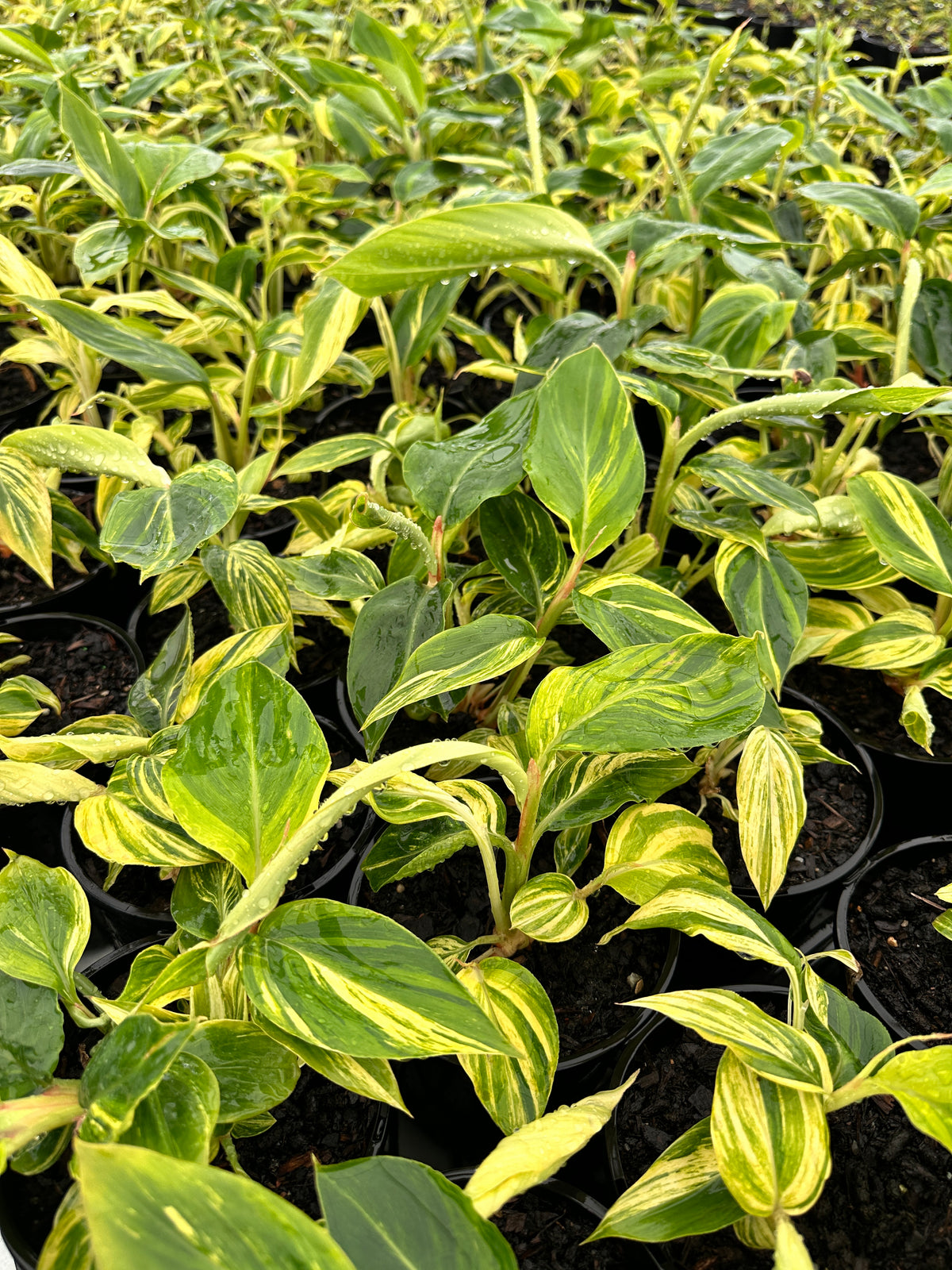 Alpinia zerumbet variegata 140mm