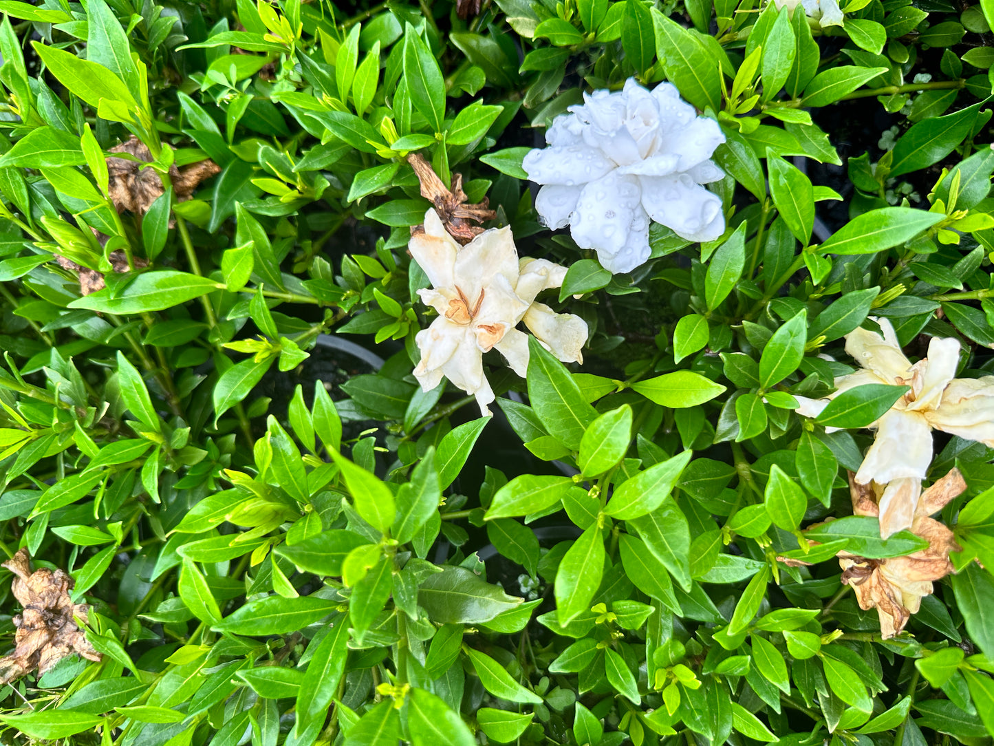 Gardenia radicans 140mm