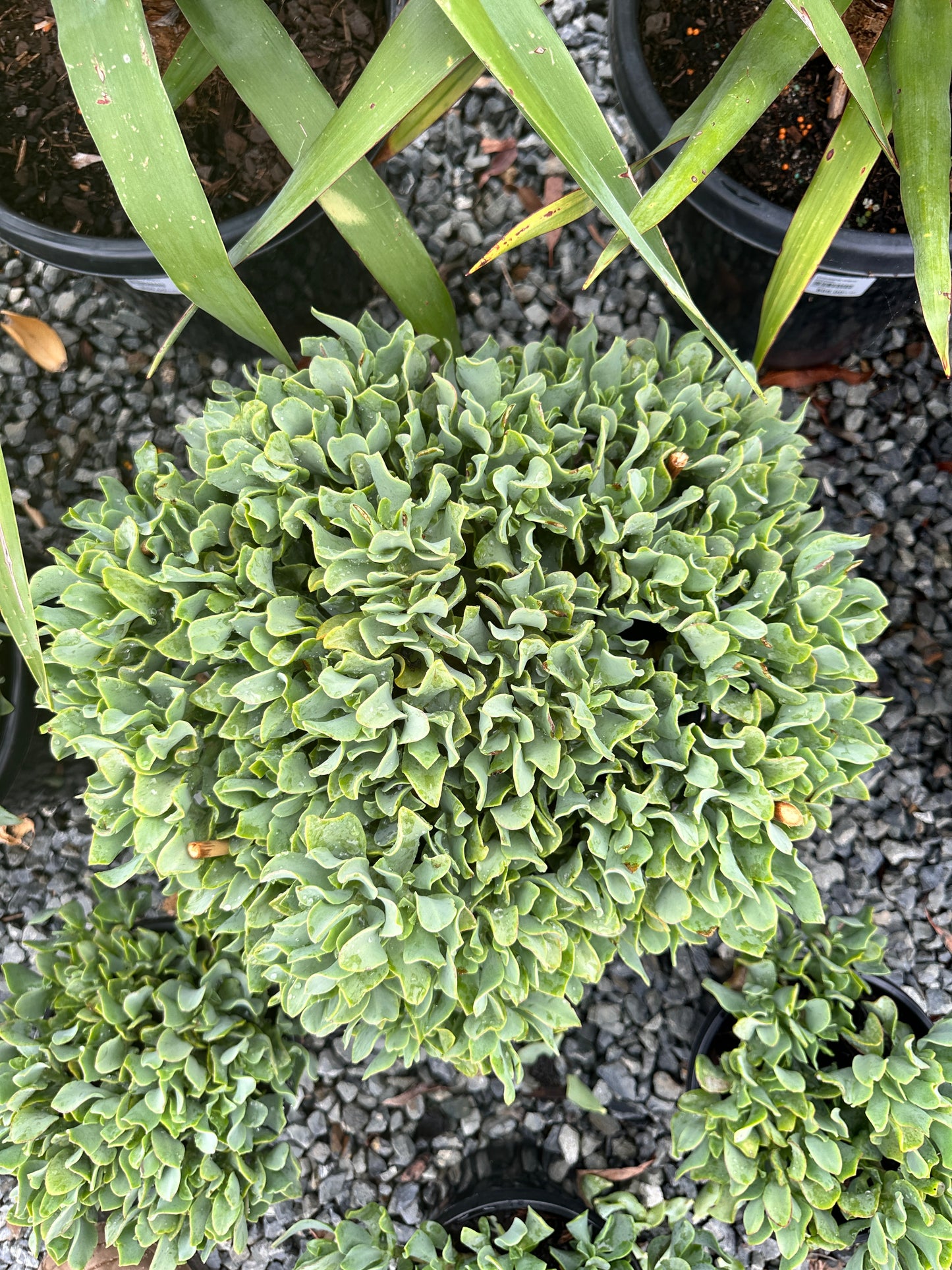 Crassula 'Max Cook' 270mm