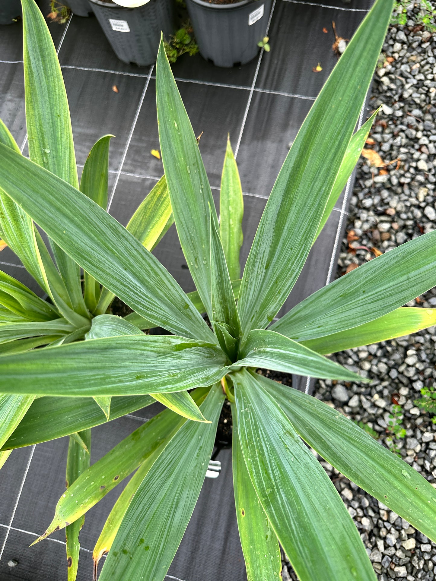 Beschorneria yuccoides 'Mexican Lily 200mm