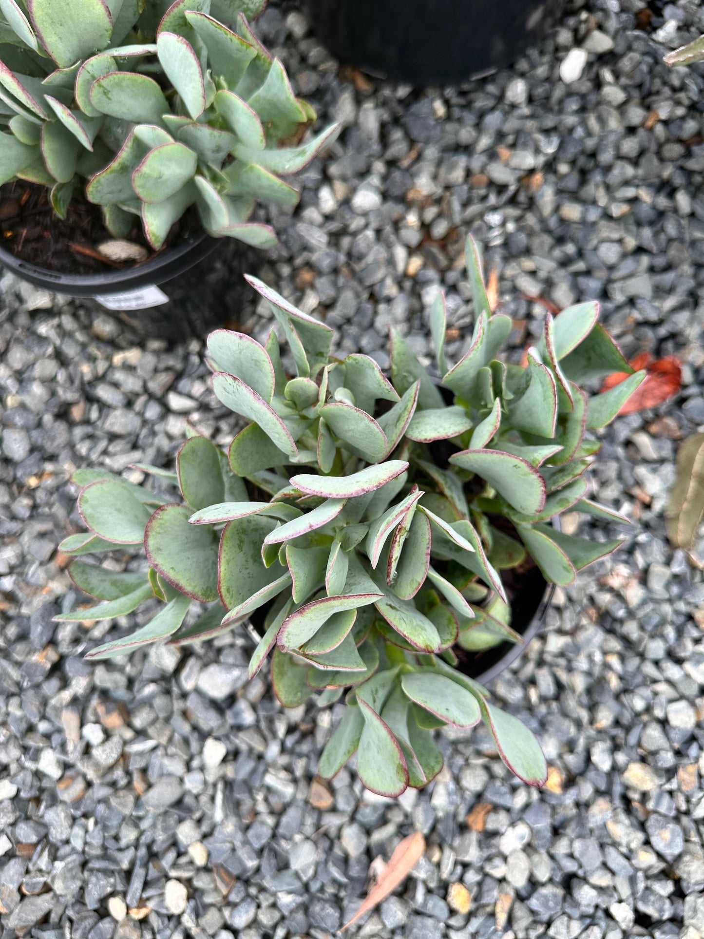 Crassula 'Bluebird' 200mm