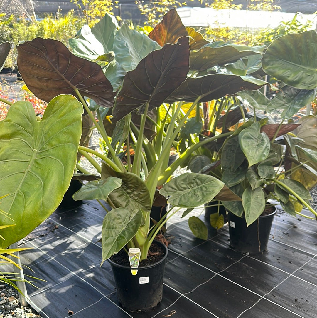 Alocasia wentii 250mm