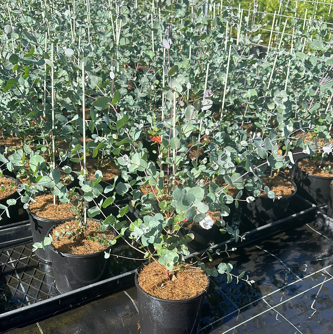 Eucalyptus gunnii 180mm