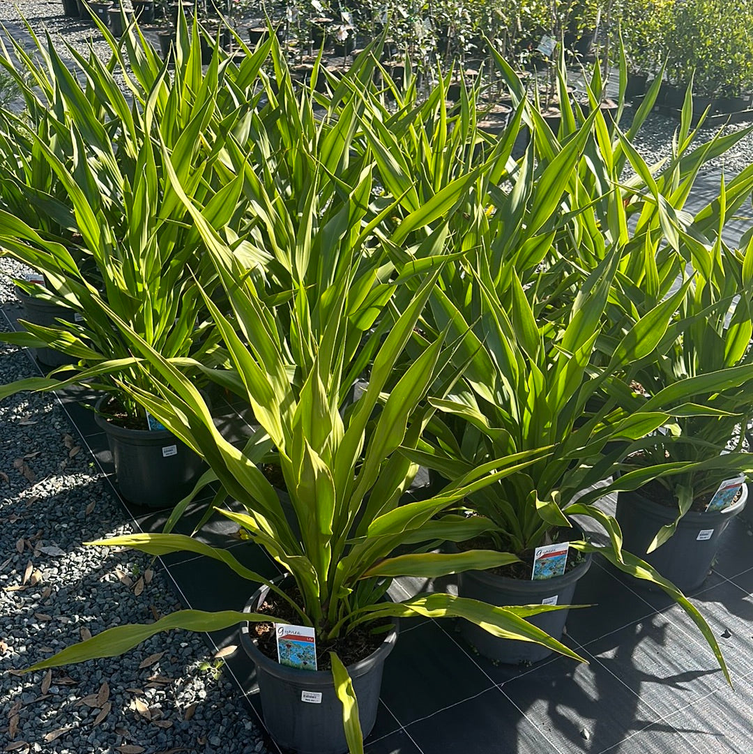 Doryanthes excelsa 'Gymea Lily' 300mm