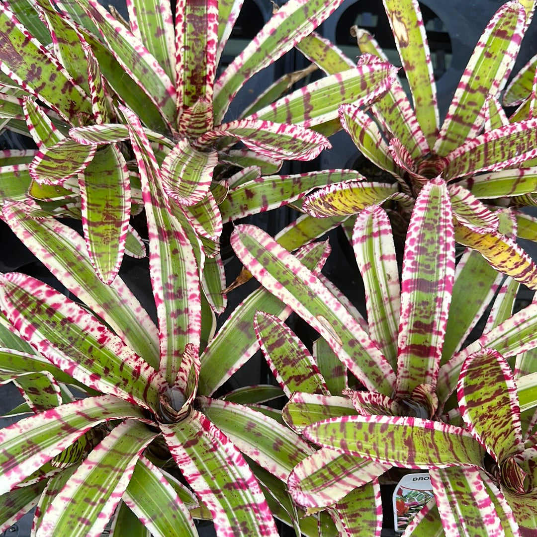 Neoregelia Groucho 116mm