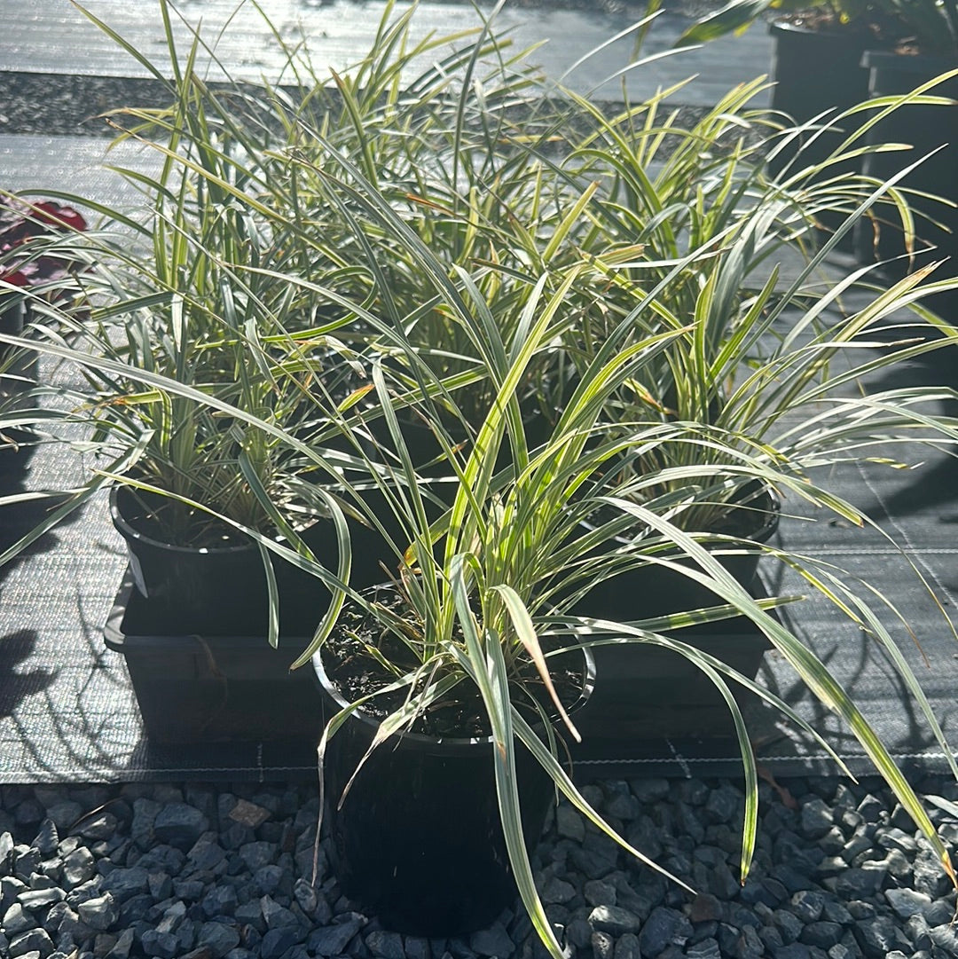 Liriope 'Stripey White' 140mm