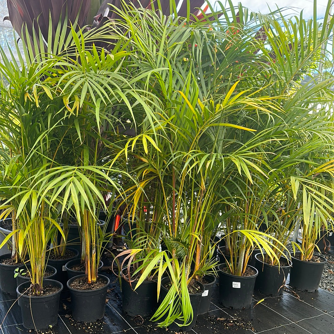 Dypsis lutescens 'Golden Cane Palm' 200mm