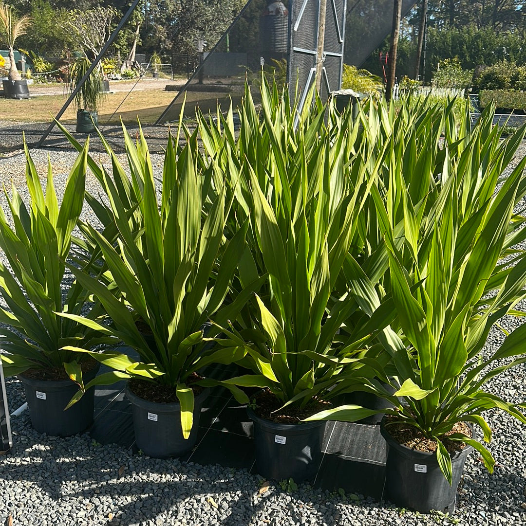 Doryanthes palmeri 'Spear Lily' 300mm