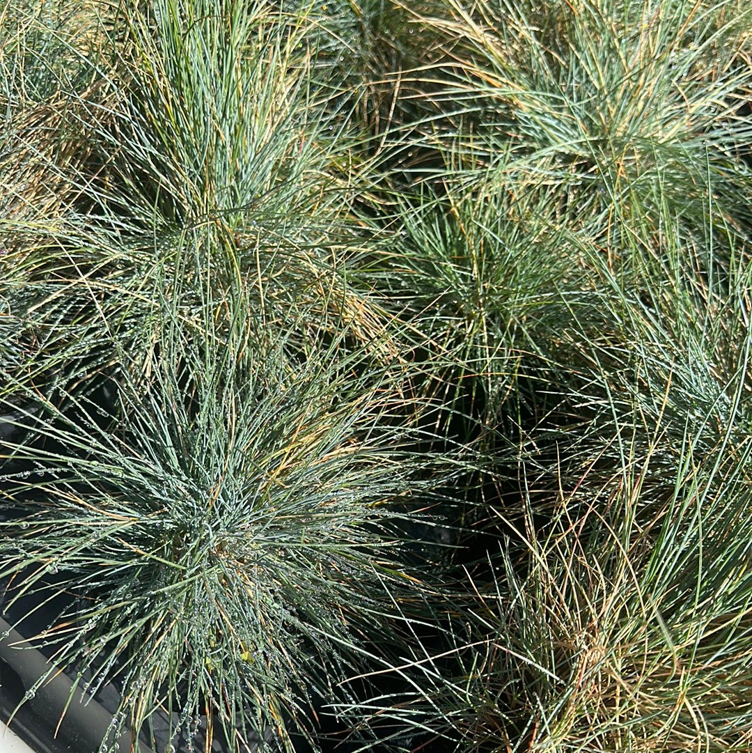 Festuca glauca 140mm