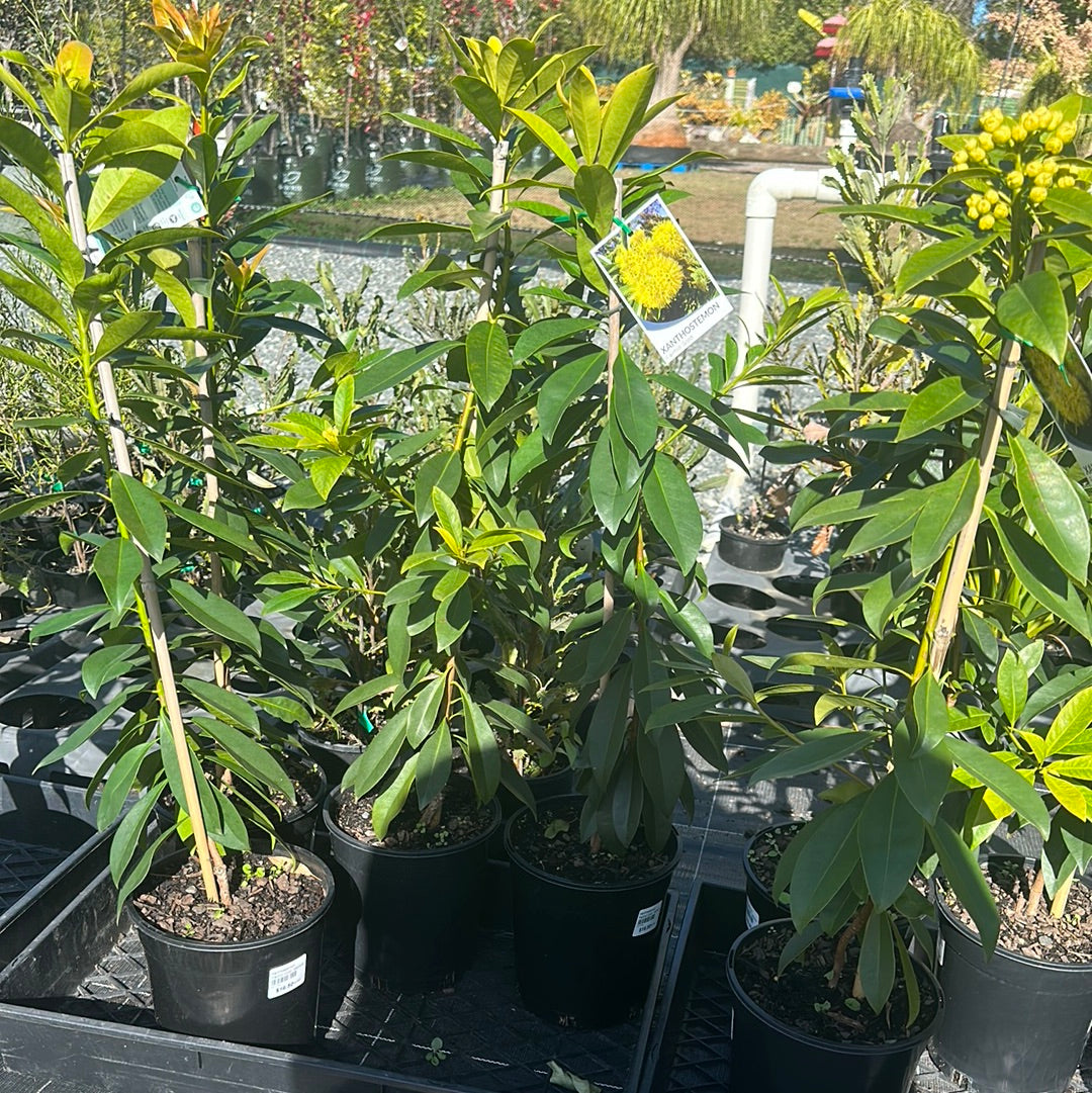 Xanthostemon 'Fairhill Gold' 180mm