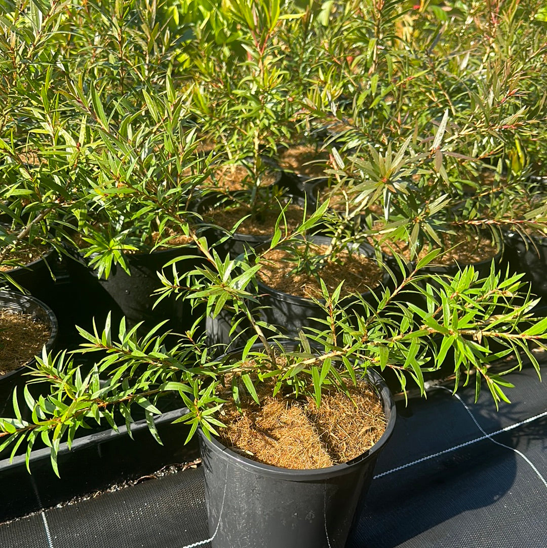 Callistemon 'Captain Cook' 180mm
