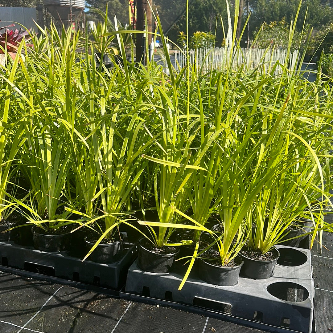 Lomandra hystrix 140mm