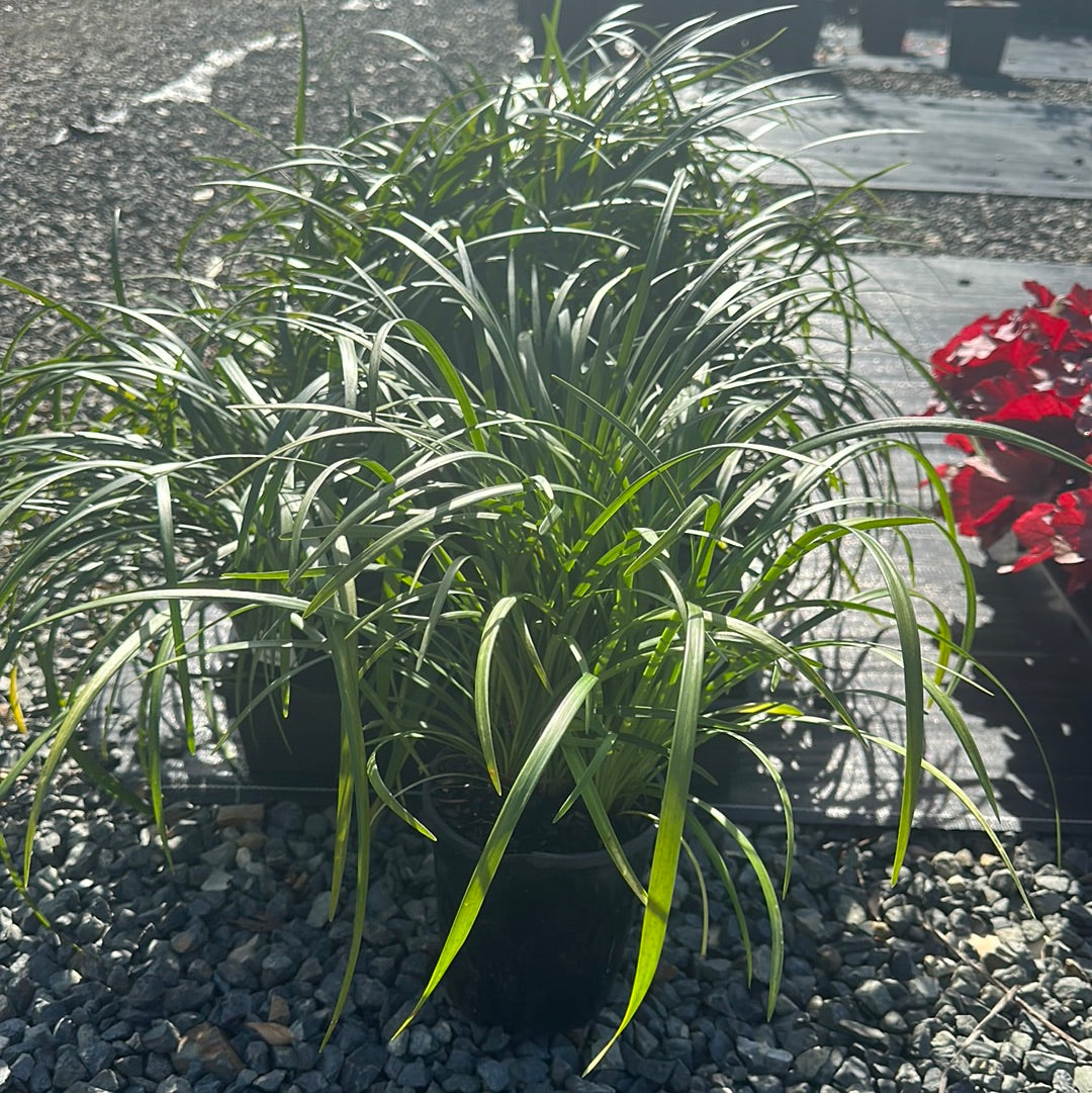 Liriope 'Evergreen Giant' 140mm