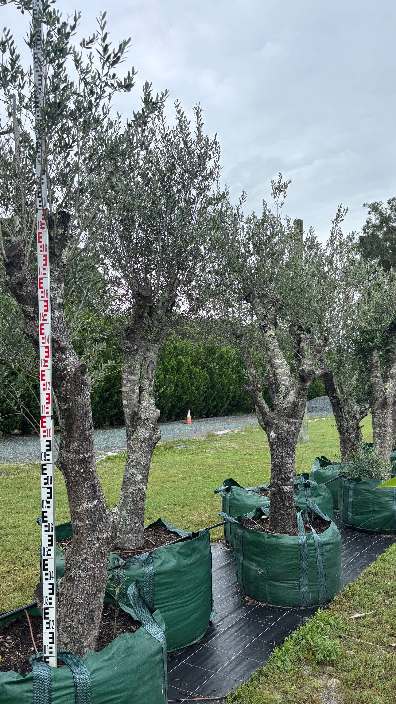 Olea europaea 400L