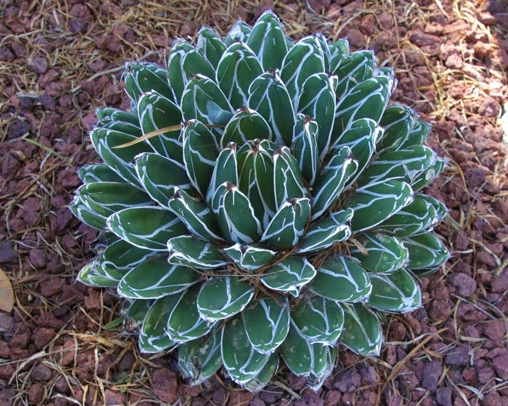Agave Victoria Reginae 270mm