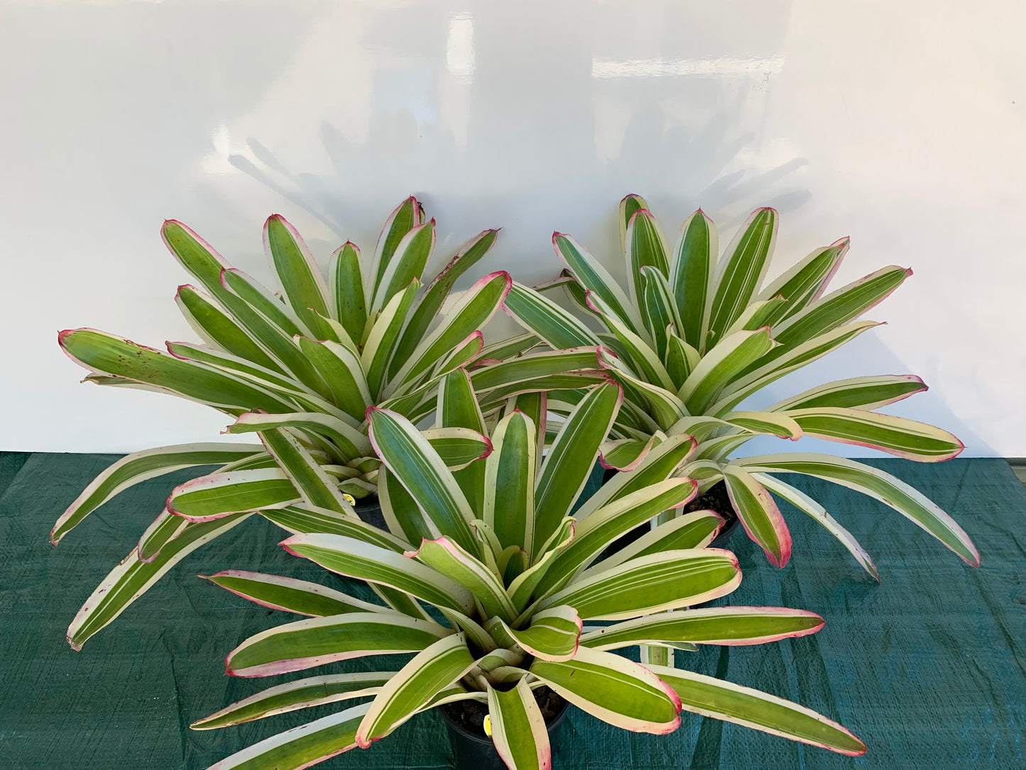 Neoregelia Jeffrey Block 180mm