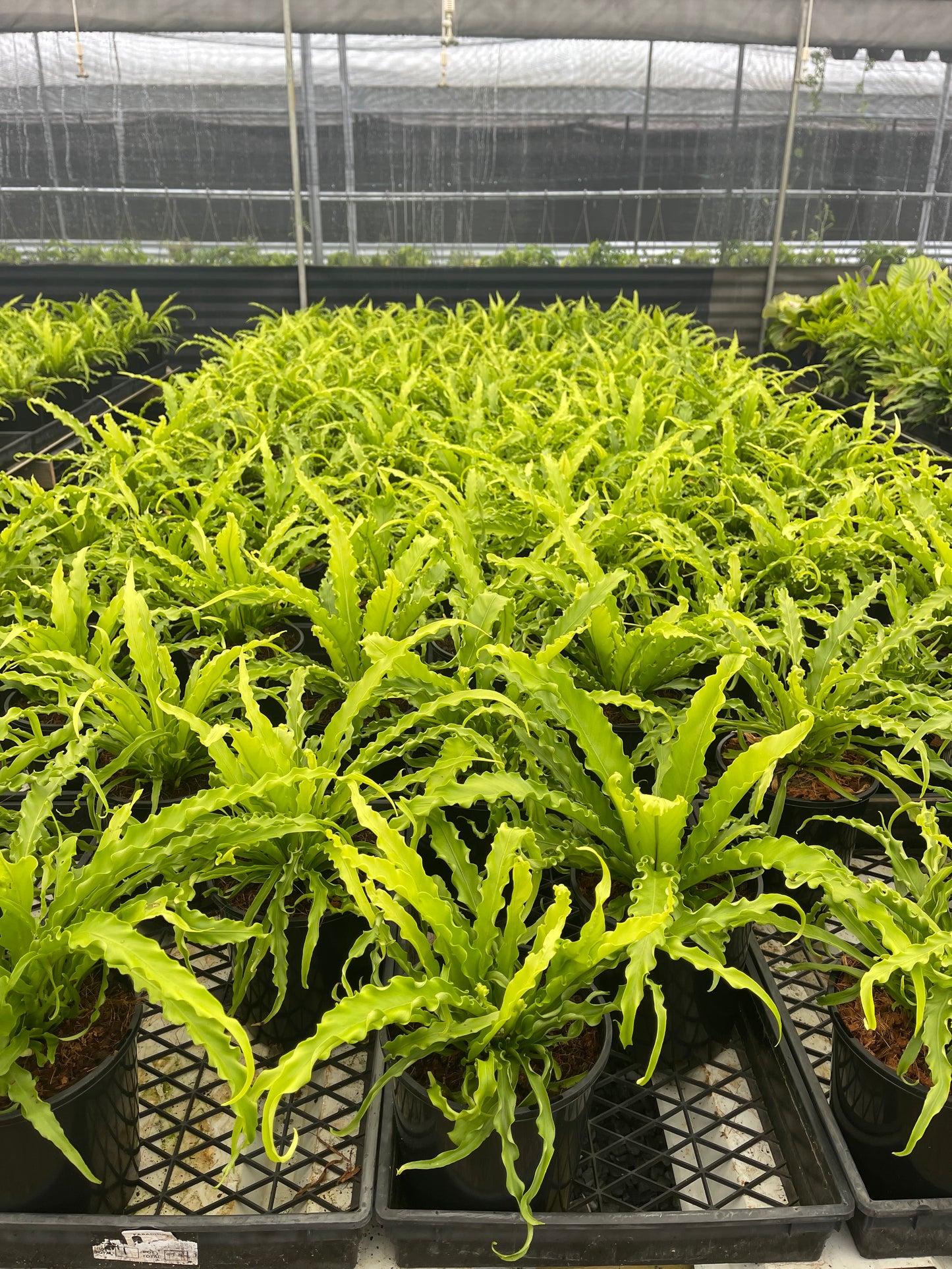 Asplenium Victorea 180mm