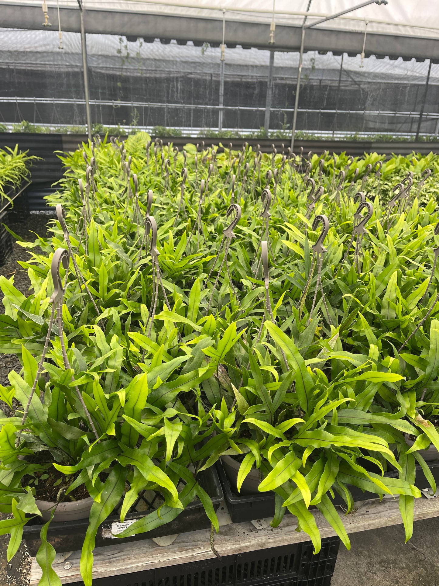 Microsorum Diversifolium 200mm HB