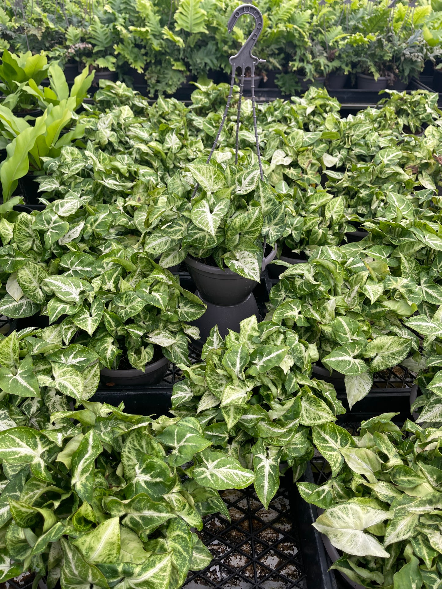 Syngonium Robusta 200mm HB