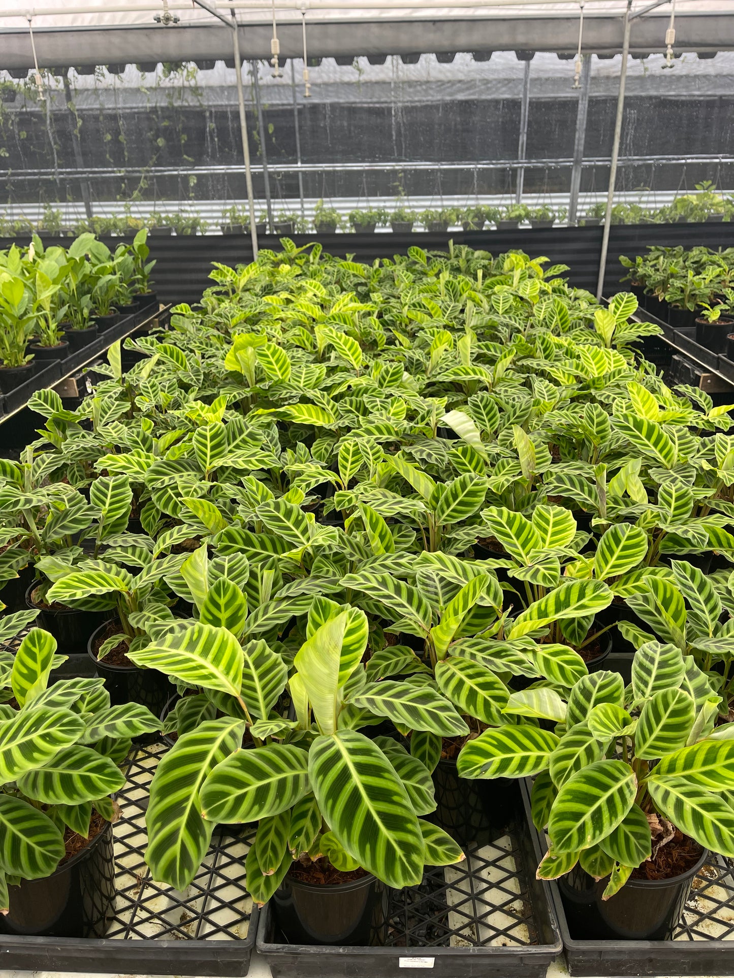 Calathea Zebrina 180mm