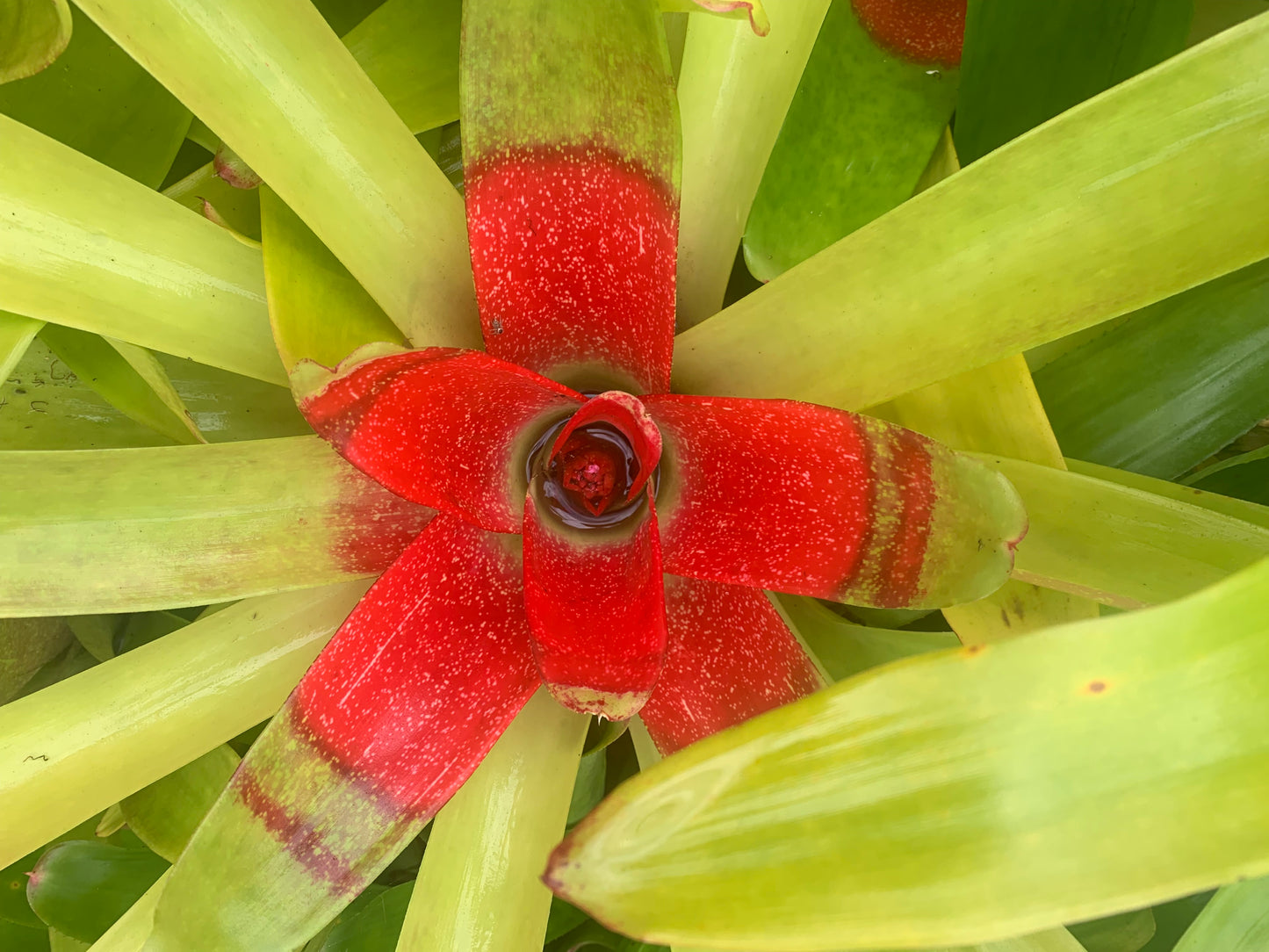 Neoregelia McWilliamsii 180mm