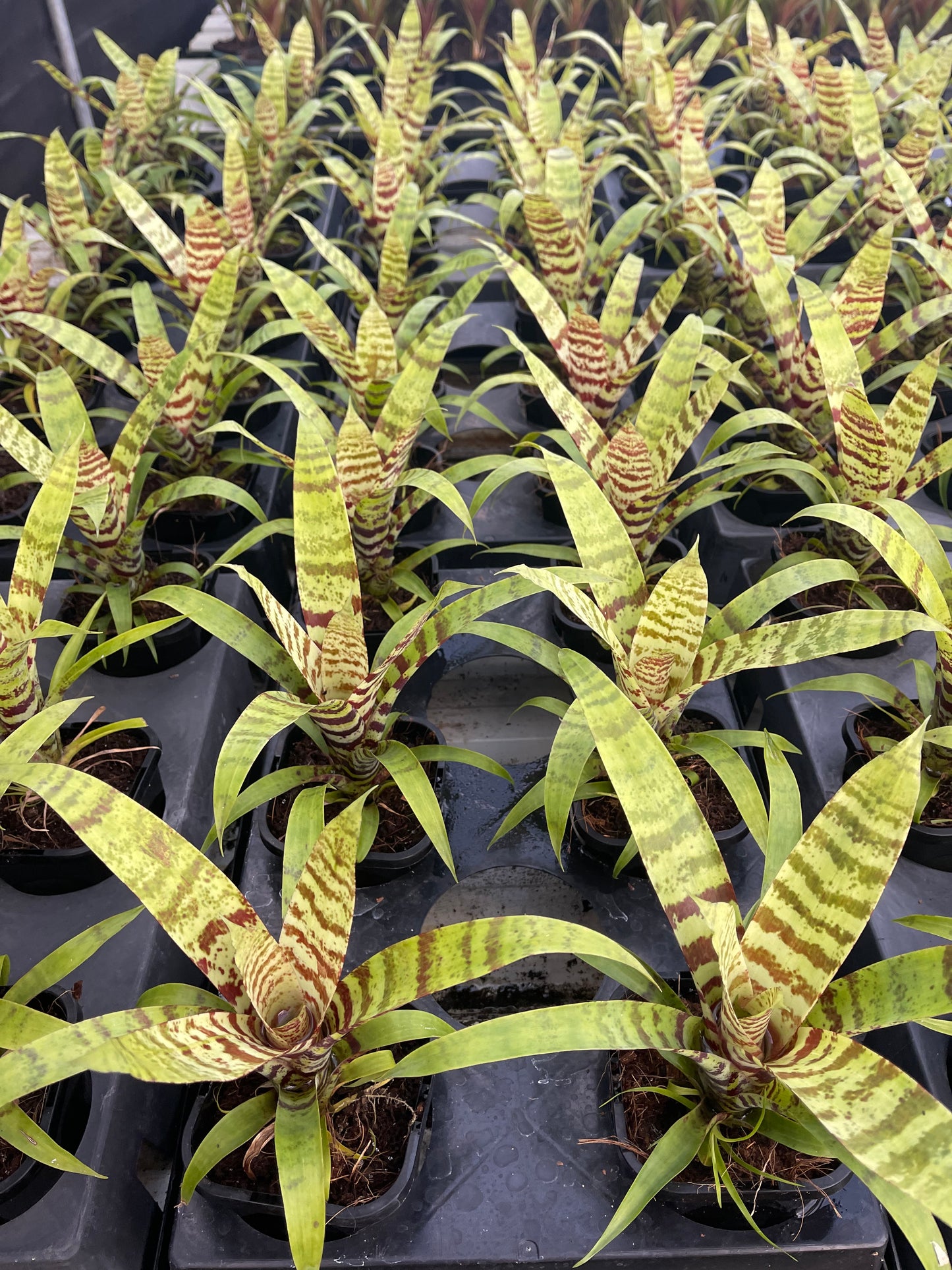 Vriesea Splendide 116mm