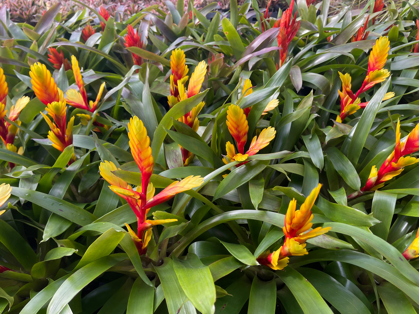 Vriesea Charlotte 116mm